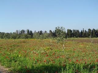 Masseria Fabrizio, Puglia