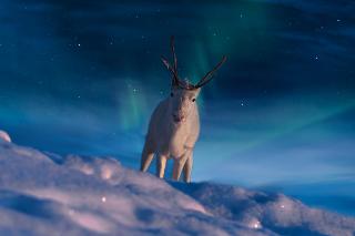 Star Arctic Hotel
