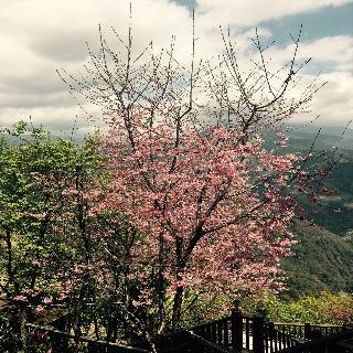 平台