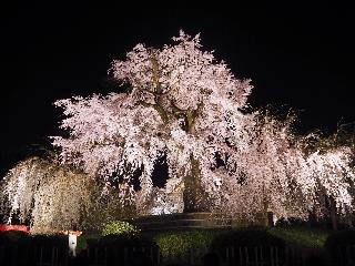 整體概覽