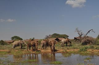 Kilima Safari Camp