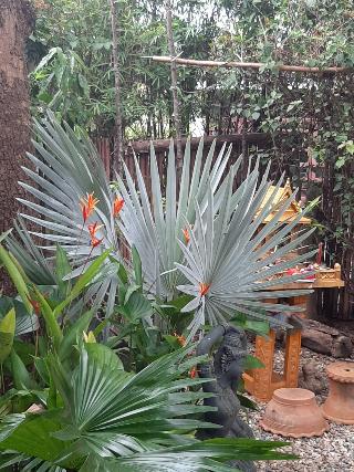 Guesthouse Liam's Suan Dok Mai