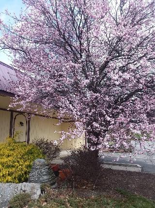 Apm Inn & Suites