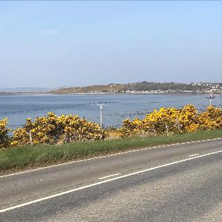 Broomlea