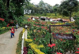 Olivebrook