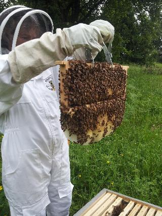 13 Bees