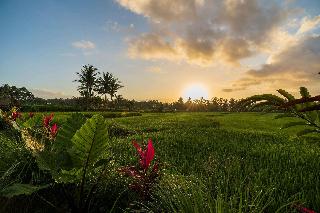 Beehouse Dijiwa Ubud