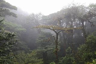 Senda Monteverde