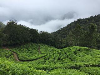 Pine Tree Munnar