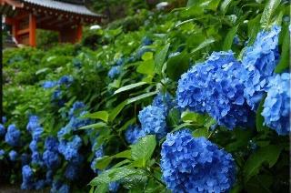 整體概覽