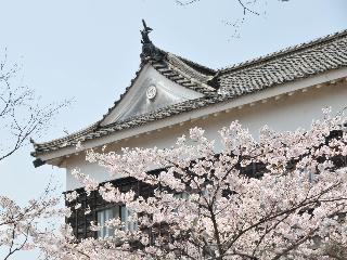整體概覽