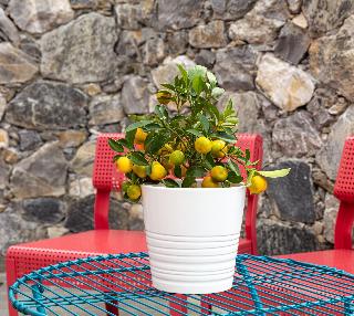 Aria Design B&B Levanto