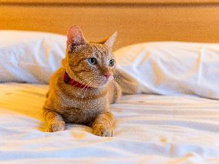 Ibis Novo Hamburgo