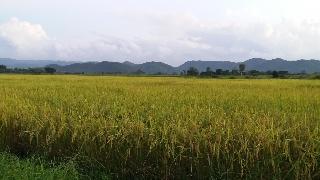 Baan Saun Homestay By Lamyai Khunmae