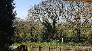 Meadow Oak