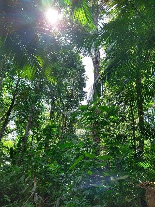 Pousada Amazônia