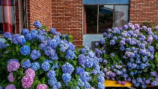 Hyannis Plaza Hotel