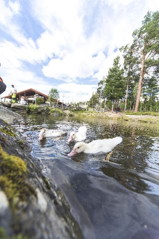Foto del Hotel Dombås Hostel del viaje viaje fiordos noruegos stavanger