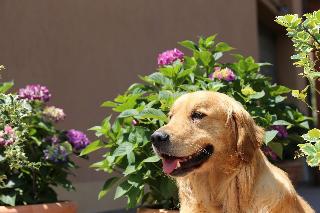 B&B I Fiori di Margherita