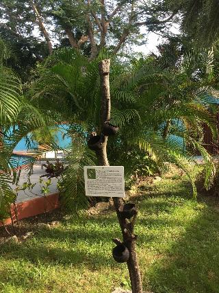 Buccaneer Beach Club