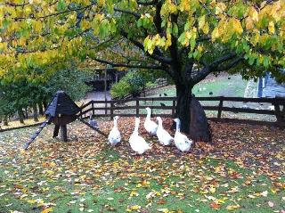 Vasilikia Mountain Farm & Retreat
