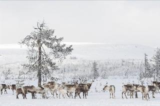 Storhogna Högfjällshotell och Spa
