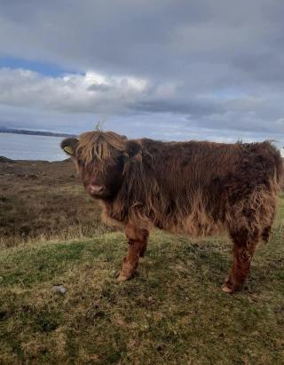Duncairin Cabin 2 DOG Friendly AND Mins From Town