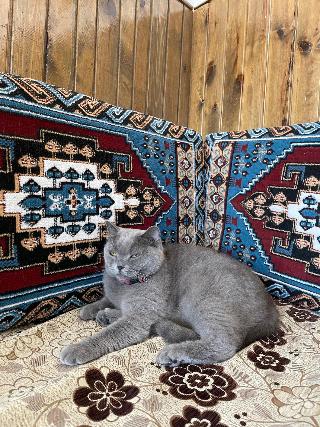 Avlu Cave House