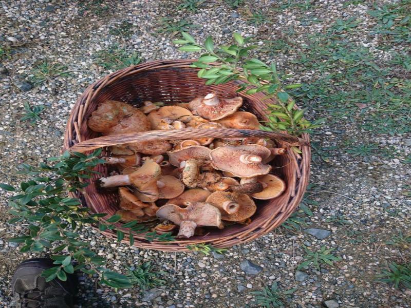 Cotiella  image