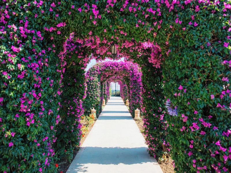 The St. Regis Mardavall Resort image