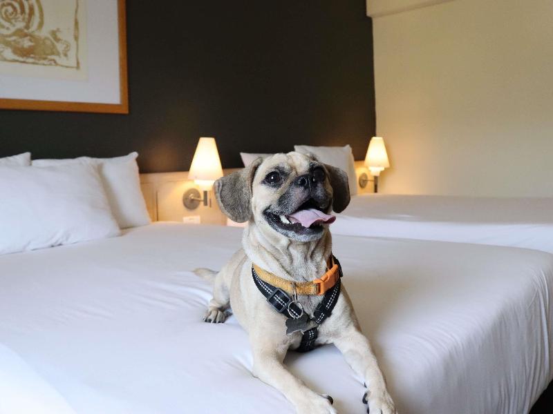 Novotel Monterrey Valle image