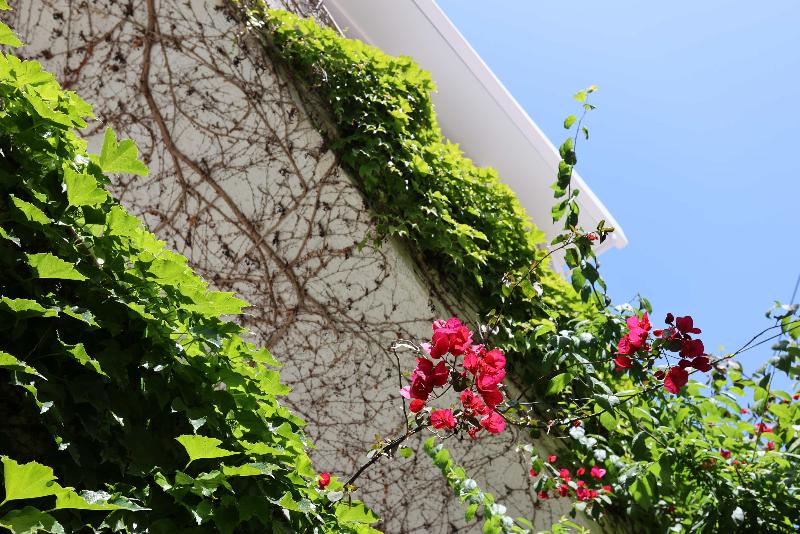 Olympic Kosma Hotel & Villas - Image 4