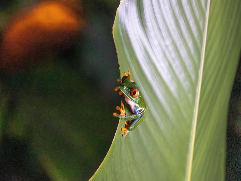Pachira Lodge image