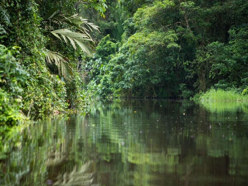 Pachira Lodge image