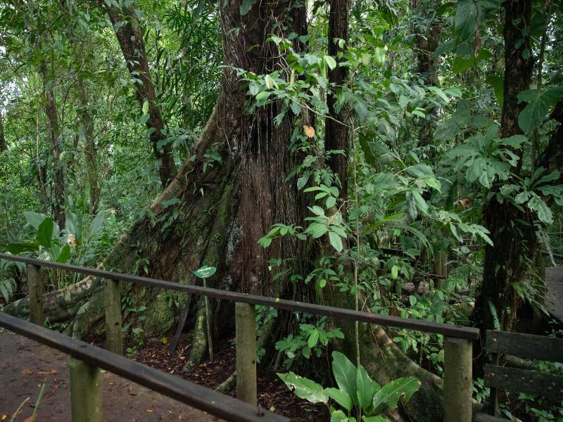 Pachira Lodge image