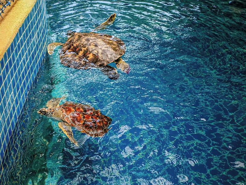 JW Marriott Phuket Resort & Spa image