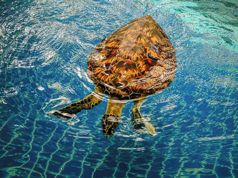 JW Marriott Phuket Resort & Spa image