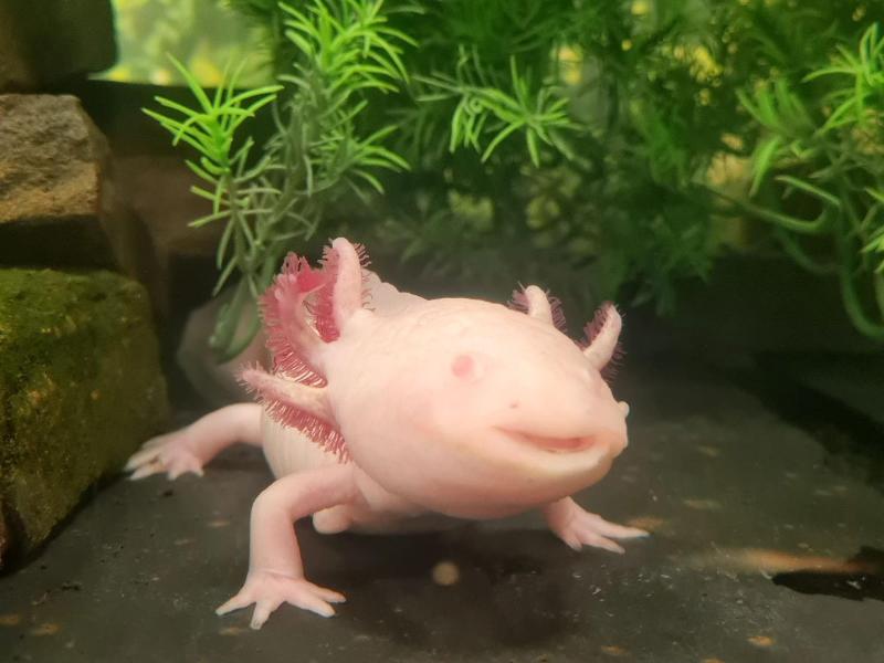 Holiday Inn Express Swansea East