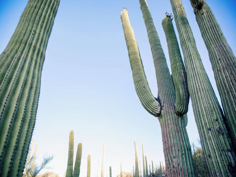 JW Marriott Tucson Starr Pass Resort & Spa image