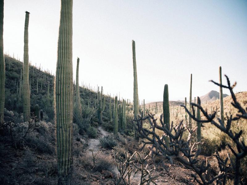 JW Marriott Tucson Starr Pass Resort & Spa image