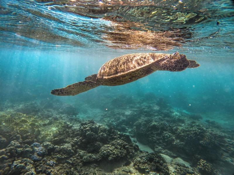 The Ritz-Carlton, Kapalua photo 2