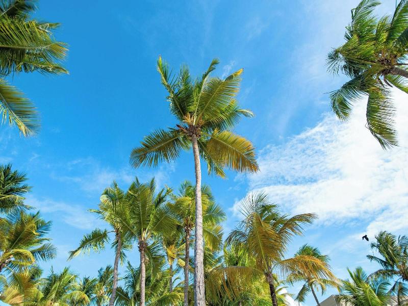 Courtyard Isla Verde Beach Resort photo 14