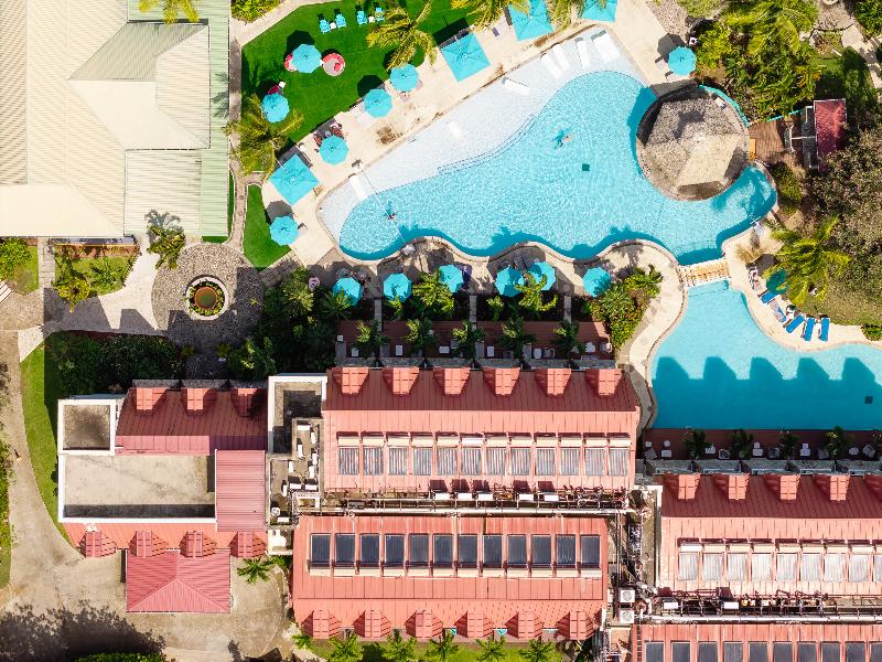 Coco Palm image