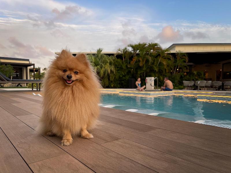 voco Surfside Aruba by IHG image