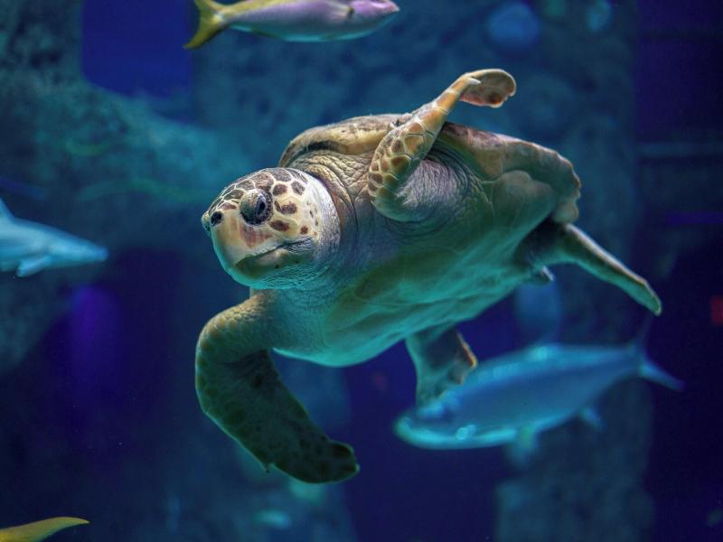 The Liberty, A Luxury Collection Hotel, Boston image