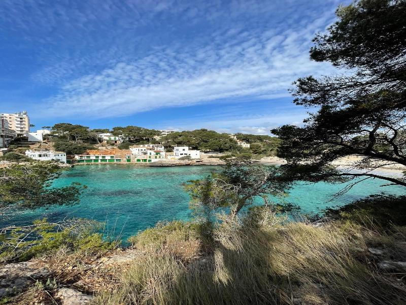 Palmaria  image