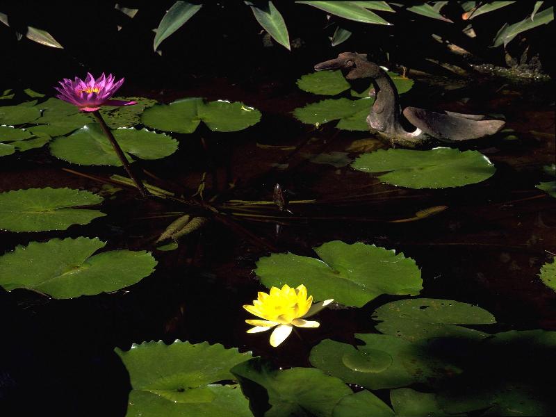 Poppies Bali Hotel image