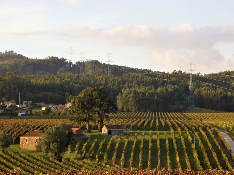 Terra Rosa Country House & Vineyards image