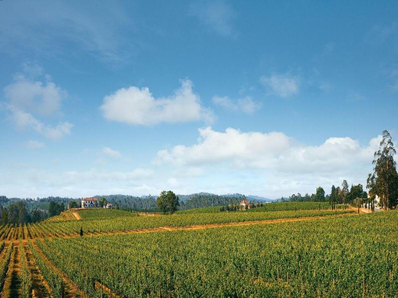 Terra Rosa Country House & Vineyards image
