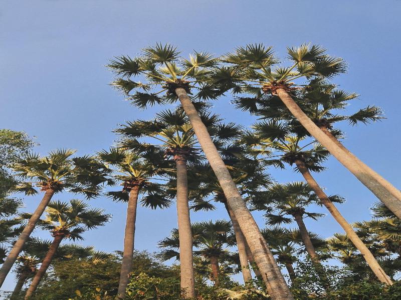 La Palmeraie. D'angkor image